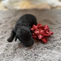 Deddie, a female Miniature Goldendoodle for sale in Alma, GA – Photo 2 of 8