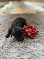 Deddie, a female Miniature Goldendoodle for sale in Alma, GA – Photo 2 of 8