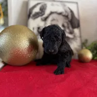 Deddie, a female Miniature Goldendoodle for sale in Alma, GA – Photo 1 of 8