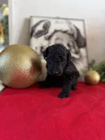 Deddie, a female Miniature Goldendoodle for sale in Alma, GA – Photo 1 of 8