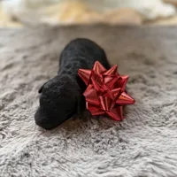 Deddie, a female Miniature Goldendoodle for sale in Alma, GA – Photo 5 of 8