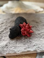 Deddie, a female Miniature Goldendoodle for sale in Alma, GA – Photo 5 of 8