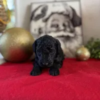 Deddie, a female Miniature Goldendoodle for sale in Alma, GA – Photo 7 of 8