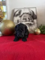 Deddie, a female Miniature Goldendoodle for sale in Alma, GA – Photo 7 of 8