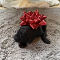 Deddie, a female Miniature Goldendoodle for sale in Alma, GA – Photo 6 of 8