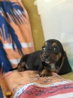 Harry, a male Basset Hound for sale in Alma, GA – 7 of 10