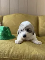 Indy, a female Great Pyrenees for sale in Alma, GA – Photo 6 of 7