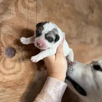 Indy, a female Great Pyrenees for sale in Alma, GA – Photo 2 of 7
