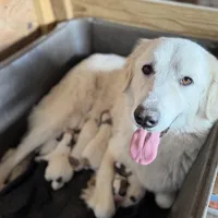 Indy, a female Great Pyrenees for sale in Alma, GA – Photo 4 of 7