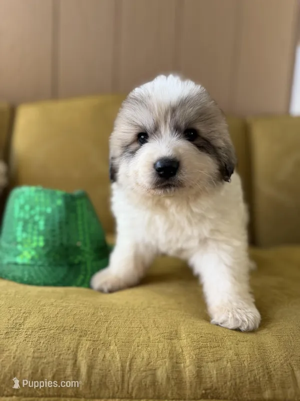 Indy – Great Pyrenees puppy for sale in Alma, GA