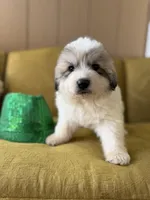 Indy, a female Great Pyrenees for sale in Alma, GA – Photo 1 of 7