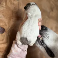 Indy, a female Great Pyrenees for sale in Alma, GA – Photo 3 of 7