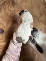 Indy, a female Great Pyrenees for sale in Alma, GA – Photo 2 of 4