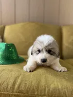 Indy, a female Great Pyrenees for sale in Alma, GA – Photo 7 of 7