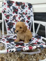 Cash, a male Miniature Goldendoodle for sale in Alma, GA – 2 of 4