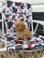 Cash, a male Miniature Goldendoodle for sale in Alma, GA – 3 of 4