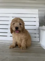 Cash, a male Miniature Goldendoodle for sale in Alma, GA – 2 of 10