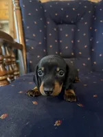 Mr Weiner , a male Miniature Dachshund for sale in Alma, GA – 3 of 4