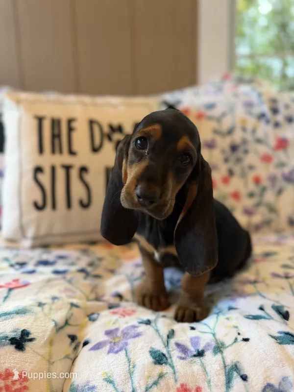 Tootsie – Basset Hound puppy for sale in Alma, GA