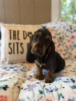 Tootsie, a female Basset Hound for sale in Alma, GA – 1 of 7