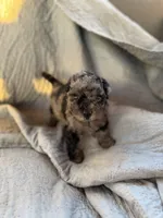 Charlie, a male Yorkipoo for sale in Alma, GA – 3 of 3