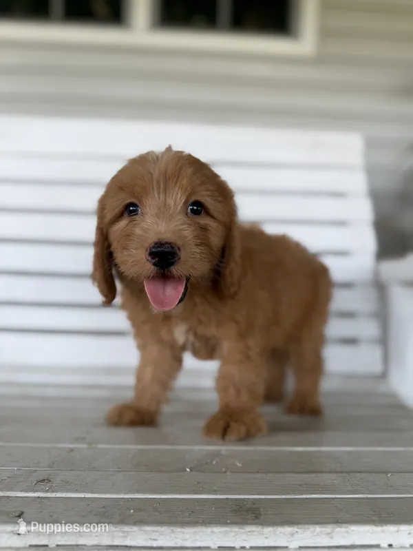 Red – Miniature Goldendoodle puppy for sale in Alma, GA