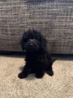 Moe, a male Miniature Goldendoodle for sale in Alma, GA – 3 of 4