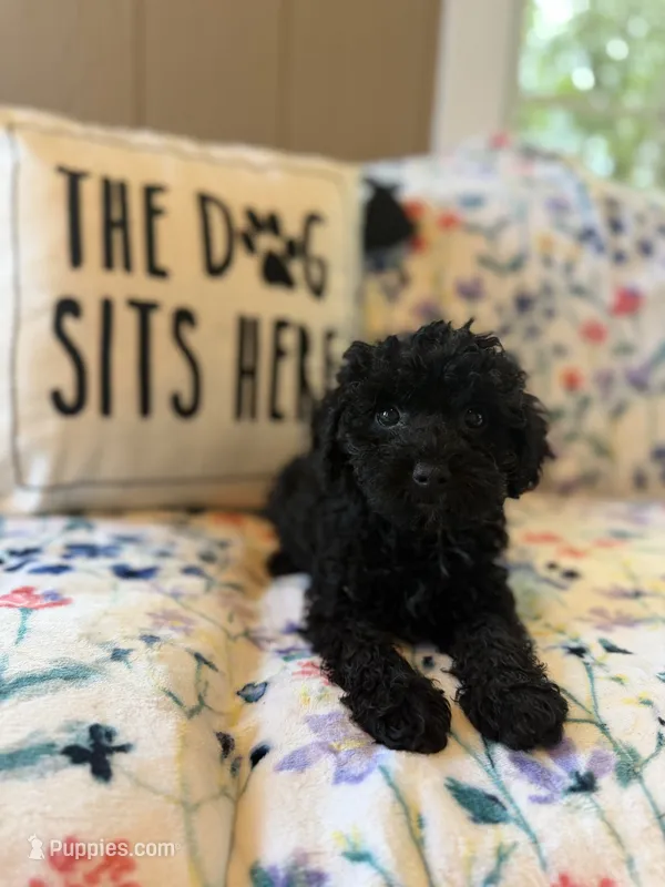Smoke – Yorkipoo puppy for sale in Alma, GA