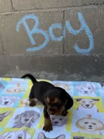 Jr, a male Basset Hound for sale in Alma, GA – 3 of 3