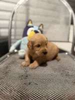 Cowboy, a male Golden Retriever for sale in Alma, GA – 2 of 3