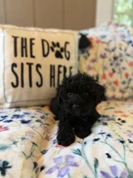Smoke, a male Yorkipoo for sale in Alma, GA – 10 of 10