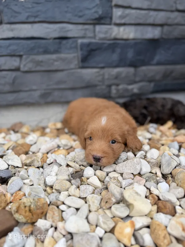 Red – Miniature Goldendoodle puppy for sale in Alma, GA