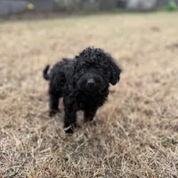 Smokey, a male Miniature Goldendoodle for sale in Alma, GA – Photo 3 of 10