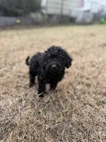 Smokey, a male Miniature Goldendoodle for sale in Alma, GA – Photo 3 of 10