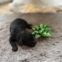Smokey, a male Miniature Goldendoodle for sale in Alma, GA – Photo 7 of 10