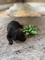 Smokey, a male Miniature Goldendoodle for sale in Alma, GA – Photo 7 of 10