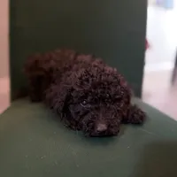 Smokey, a male Miniature Goldendoodle for sale in Alma, GA – Photo 9 of 10