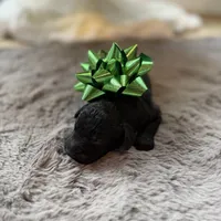 Smokey, a male Miniature Goldendoodle for sale in Alma, GA – Photo 6 of 10