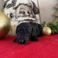 Smokey, a male Miniature Goldendoodle for sale in Alma, GA – Photo 8 of 10