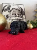 Smokey, a male Miniature Goldendoodle for sale in Alma, GA – Photo 8 of 10