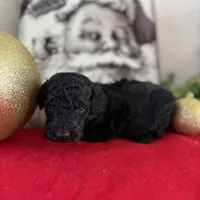 Smokey, a male Miniature Goldendoodle for sale in Alma, GA – Photo 5 of 10