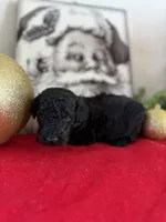 Smokey, a male Miniature Goldendoodle for sale in Alma, GA – Photo 5 of 10