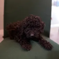 Smokey, a male Miniature Goldendoodle for sale in Alma, GA – Photo 1 of 10