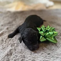 Smokey, a male Miniature Goldendoodle for sale in Alma, GA – Photo 4 of 10