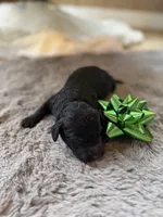 Smokey, a male Miniature Goldendoodle for sale in Alma, GA – Photo 4 of 10