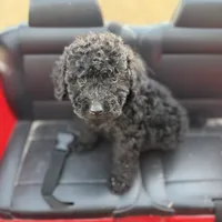 Smokey, a male Miniature Goldendoodle for sale in Alma, GA – Photo 2 of 10