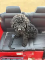 Smokey, a male Miniature Goldendoodle for sale in Alma, GA – Photo 2 of 10