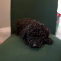 Smokey, a male Miniature Goldendoodle for sale in Alma, GA – Photo 10 of 10