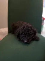 Smokey, a male Miniature Goldendoodle for sale in Alma, GA – Photo 10 of 10