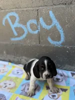 Spot, a male Basset Hound for sale in Alma, GA – 2 of 5